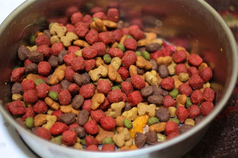 5 Factors To Consider Before Buying Dog Food