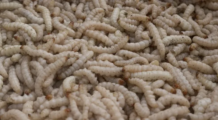 Can Termites be Harmful? How to Control Them? Termites
