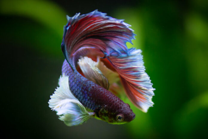 Betta Fish