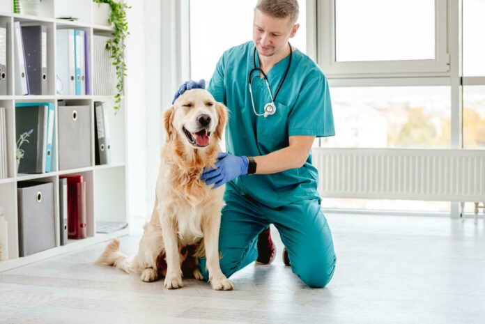 General Veterinarian