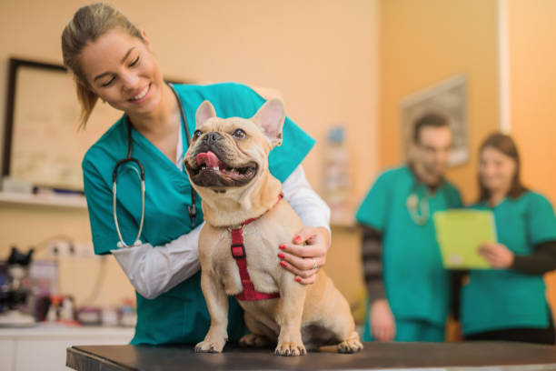 What To Expect During Your First Visit To An Animal Hospital Animal Hospital