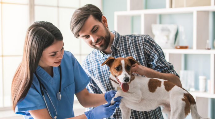 Understanding Your General Veterinarian: Tips for Pet Owners General Veterinarian