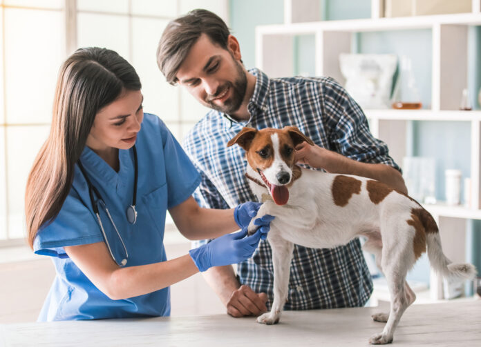 General Veterinarian
