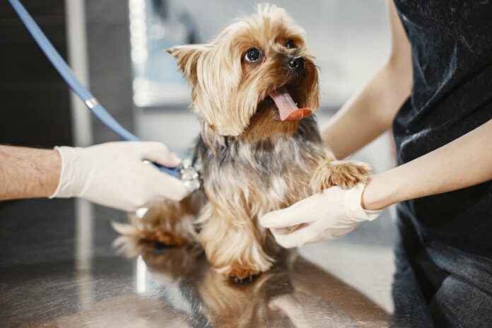 Pet’s Health
