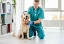 How to Choose the Right Veterinarian for Your Furry Family Member Choosing the Right Veterinarian