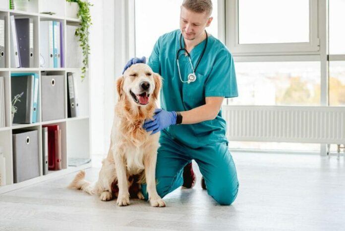 Choosing the Right Veterinarian for Furry Family Member Choosing the Right Veterinarian
