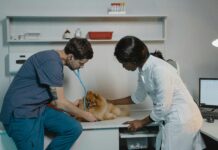 What To Expect During Your First Visit To A Small Animal Hospital Small Animal Hospital