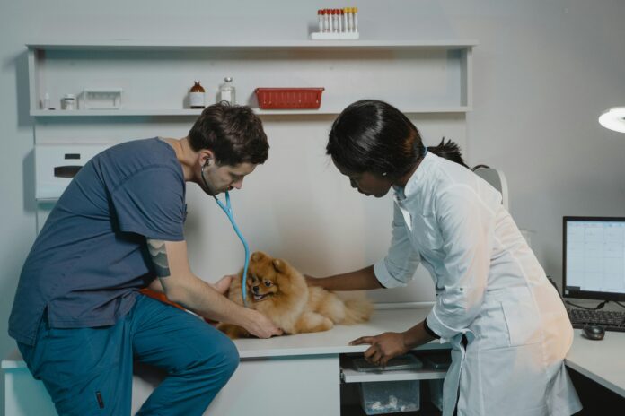 What To Expect During Your First Visit To A Small Animal Hospital Small Animal Hospital
