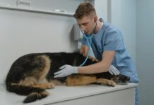 What To Expect During An Emergency Visit To Veterinary Urgent Care Visit To Veterinary