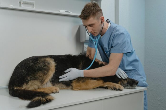 During An Emergency Visit To Veterinary Urgent Care Visit To Veterinary