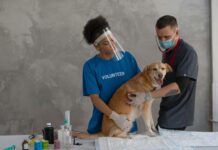 The Importance of Routine Check-Ups at the Vet Check-Ups at the Vet