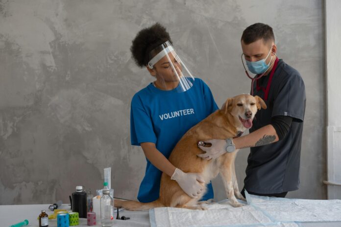 Check-Ups at the Vet