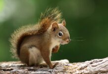 How Squirrels Can Be Dangerous To Your Home?