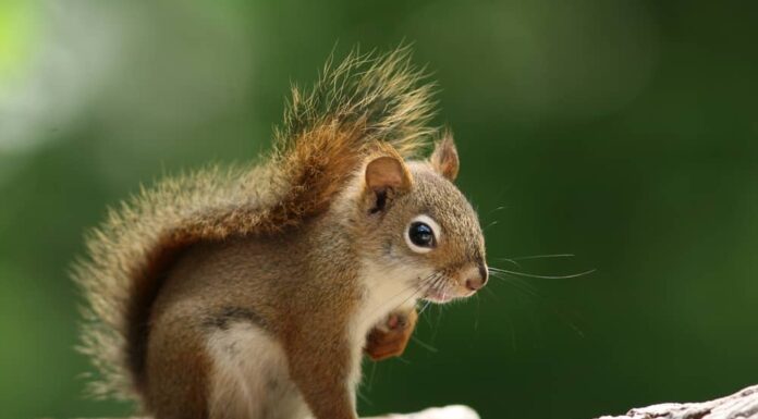 How Squirrels Can Be Dangerous To Your Home?
